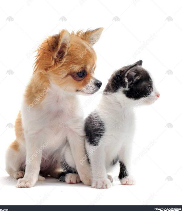 تصویری از یک چیهواهوا زیبا توله سگ های اصیل با بچه گربه سیاه و ...