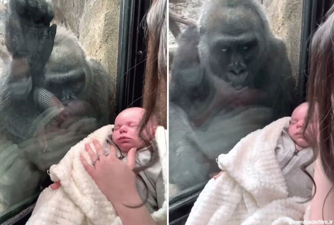 ببینید | واکنش احساسی و جالب یک گوریل به نوزاد انسان