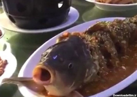 زنده‌ شدن ماهی در ظرف غذا! (+عکس)