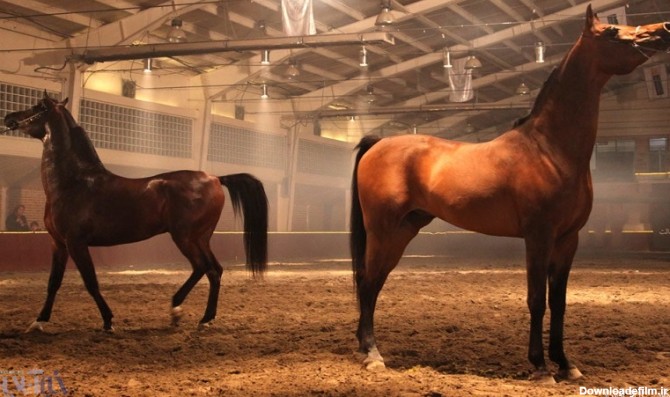 خبرآنلاین - جشنواره نمایش اسب های سیلمی