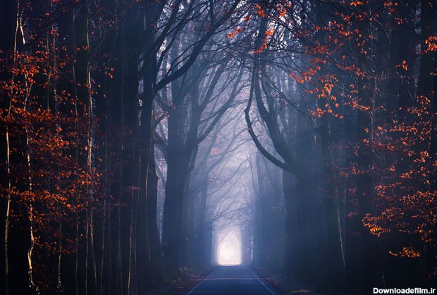 مناظر جادویی جنگل های هلند (+عکس)
