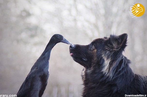 فرارو | (تصاویر) دوستی عجیب سگ با اردک!