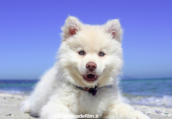 عکس توله سگ سفید پشمالو کنار ساحل دریا