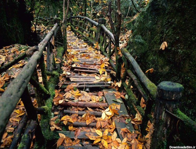 پلی چوبی در دل جنگل