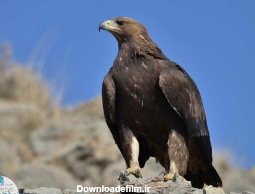 عکس عقاب ایرانی