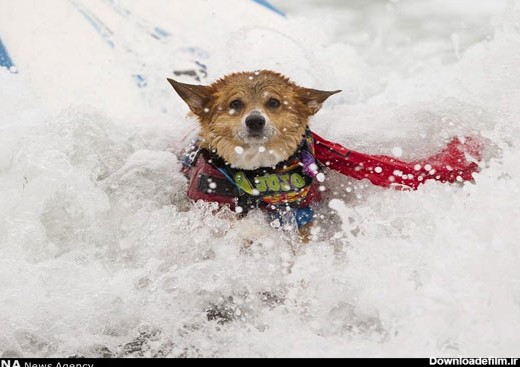 مسابقه کایت‌سواری سگ‌ها +عکس