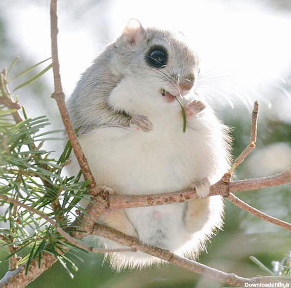 جذاب ترین سنجاب های روی زمین - مجله تصویر زندگی