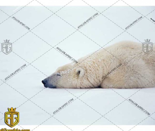 عکس با کیفیت خواب خرس قطبی