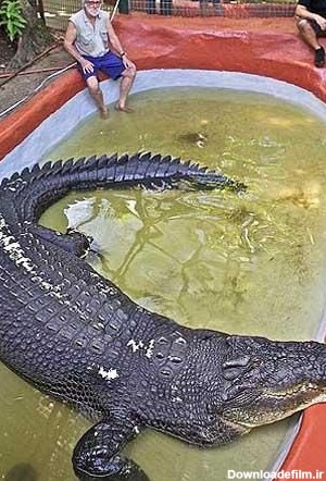 عکس تمساح واقعی ترسناک