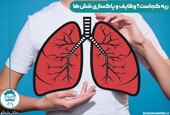 ریه انسان کجاست؟ آناتومی شش هاو پاکسازی -دکترمایکو