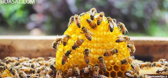 عکس از کندوی عسل طبیعی
