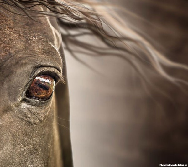چشمان اسب