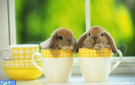 پرشین پت > > عکس هایی از بامزه ترین خرگوش های دنیا
