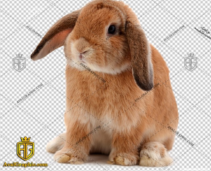 png خرگوش مینیاتوری
