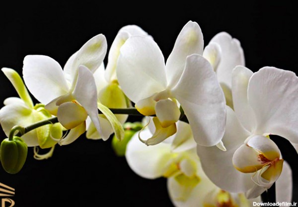 گل ارکیده شن زن Orchid Nongke Shenzhen (گل فرانکشتاین)