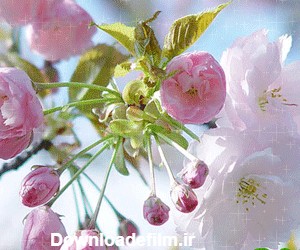 تصاویر شکوفه های بهاری