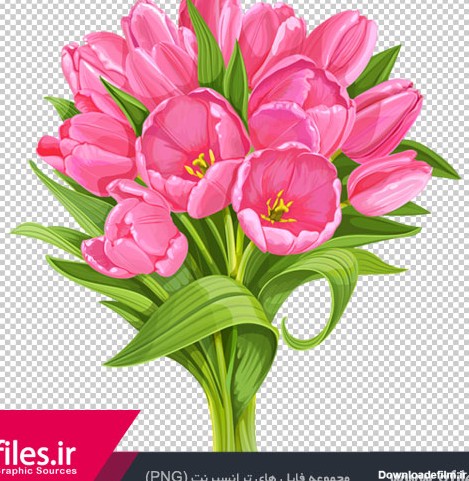 تصویر png (ترانسپرنت) و کارتونی دسته گلهای لاله صورتی (Pink tulip ...