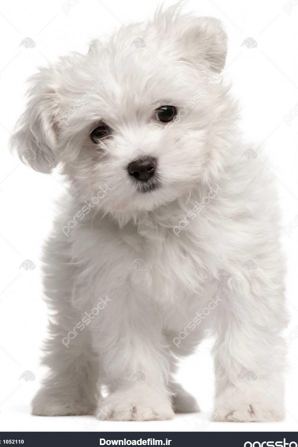 توله سگ مالتی، 2 ماه ، ایستاده در مقابل پس زمینه سفید 1052110