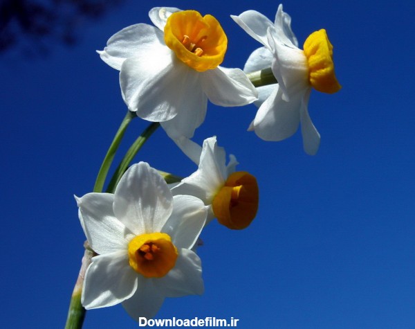 عکس گل نرگس بسیار زیبا narcissus flower image