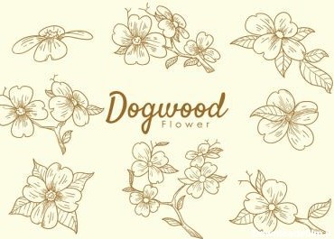 دانلود وکتور موجود در این بسته گل های سگ چوبی روی پس زمینه کرم عالی برای تصویرسازی عناصر یا آیکون ها به سبک طراحی شده با دست است.