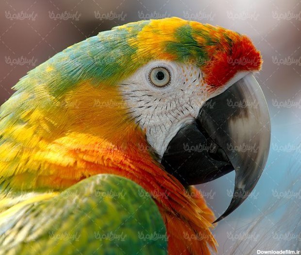 پرنده پرندگان انواع مختلف پرنده طوطی رنگی - ایران طرح