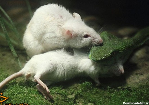 موش سفید نتوانست دوستش را نجات دهد + تصاویر