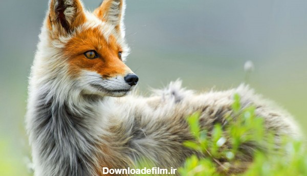 والپیپر منتخب از روباه زیبا fox animal wallpaper