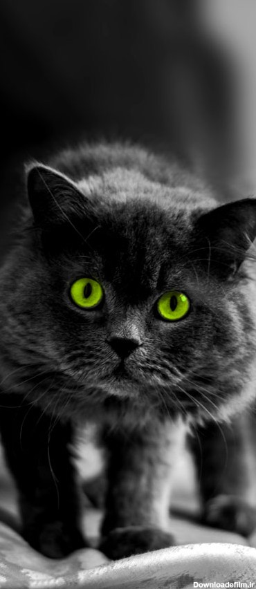 قیمت و خرید تابلو حیوانات گربه سیاه با چشم سبز