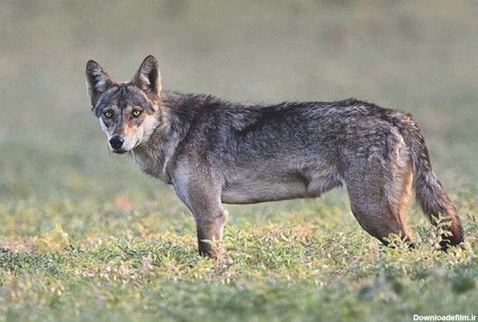 گرگ‌هندی؛ خطرناک‌ترین درنده ایرانی/ عکس - خبرآنلاین