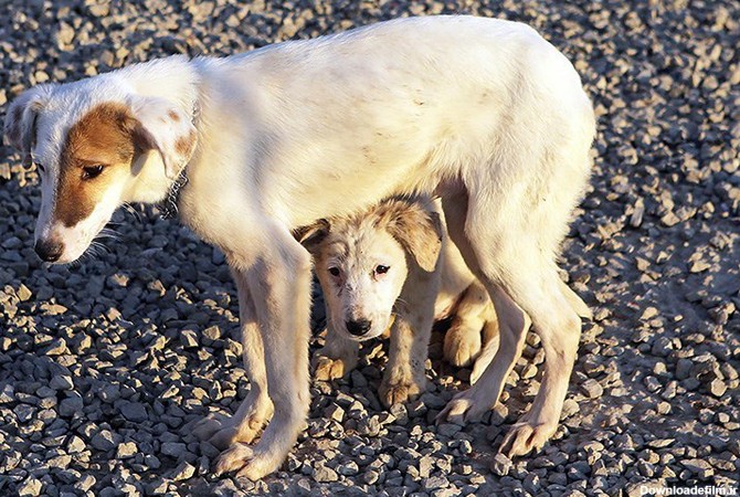 فرارو | (تصاویر) پناهگاه سگ‌های ولگرد در قزوین
