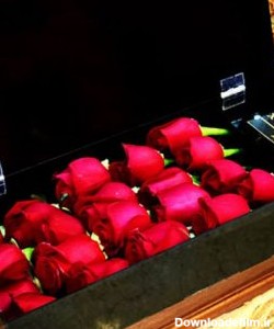 جعبه گل رز خوابیده