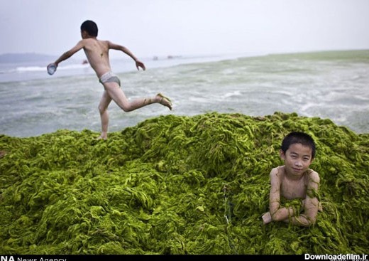 شنا در جلبک‌ های سبز چینی (عکس)