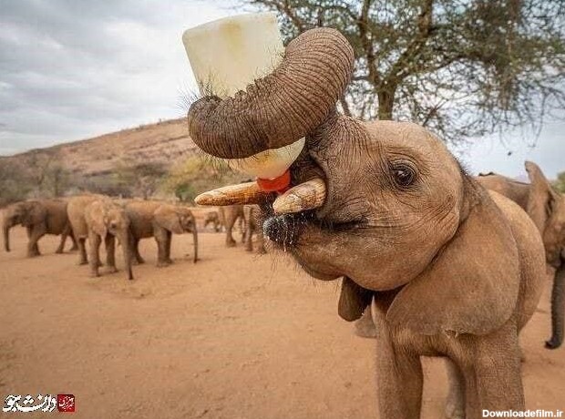 عکس/ شیر خوردن بچه فیل یتیم - جهان نيوز