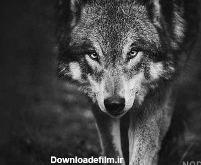 عکس سیاه سفید گرگ