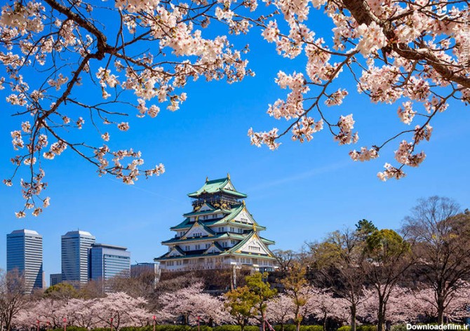 مشرق نیوز - عکس/ زیبایی‌های طبیعت ژاپن در بهار