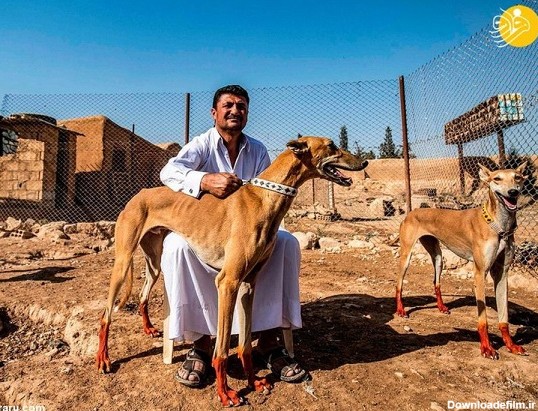 مرد سوری که ۱۵ سال است سگ‌های‌ تازی ایرانی را پرورش می‌دهد (+تصاویر)