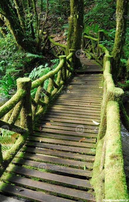 دانلود عکس پل چوبی در پس زمینه جنگل | اوپیک