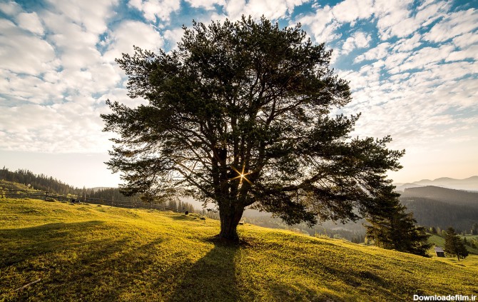 بکارگیری درختان برای تشکیل ابر - دیده بان فناوری