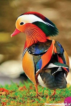 زیبا ترین رنگ آمیزی طبیعی جانواران + عکس