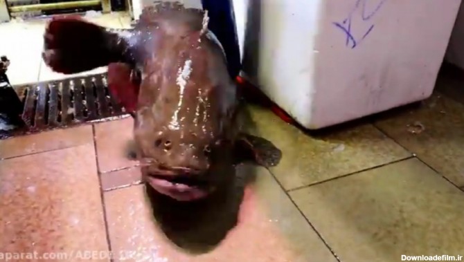طلعه قطعه کردن ماهی زنده بزرگ عجیب به شرط تماشا