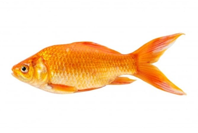 روش های افزایش طول عمر ماهی قرمز