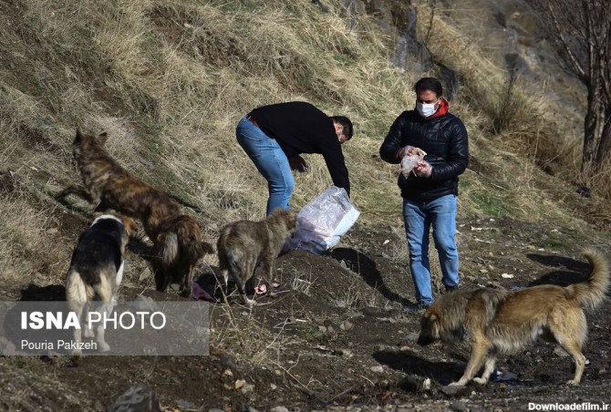 فرارو | (تصاویر) به سگ های ولگرد غذا ندهید!