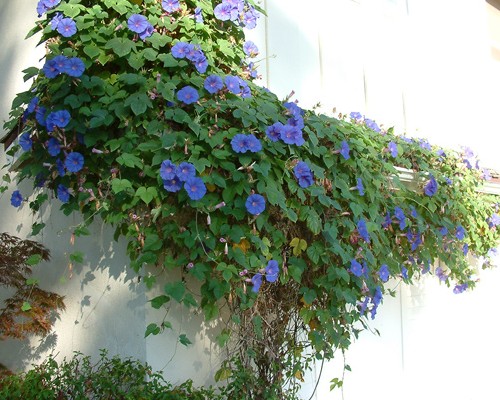 معرفی گل نیلوفر پیچ یکی از زیباترین گل های آبی رنگ جهان | گل من و تو