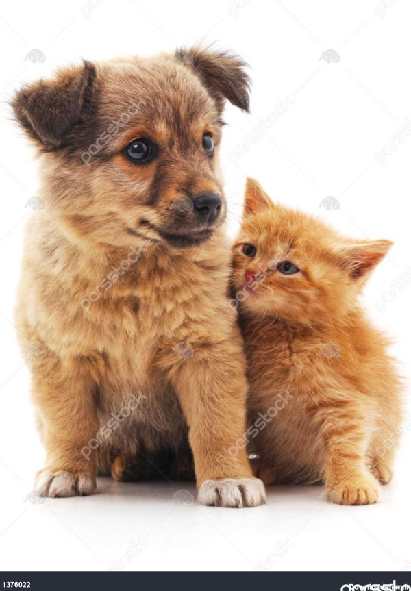 بچه گربه و توله سگ 1376022