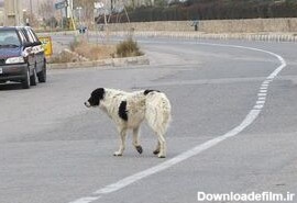 حمله یک سگ خیابانی به کودک ۴ ساله +عکس - مشرق نیوز