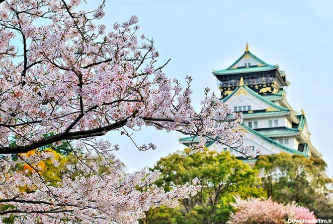عکس های دیدنی از ژاپن، سرزمین شکوفه های گیلاس - کجارو