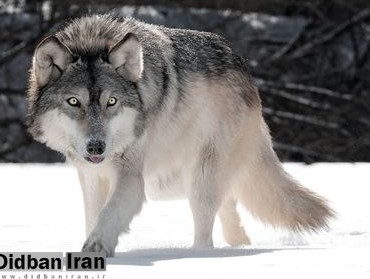 شمایل گرگ ها در ۵۷۰۰۰ سال چگونه بود؟ +عکس | دیدبان ایران