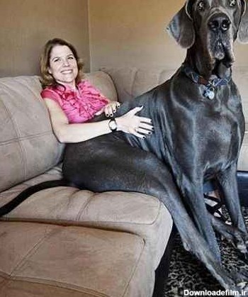 بزرگترین سگ دنیا + عکس