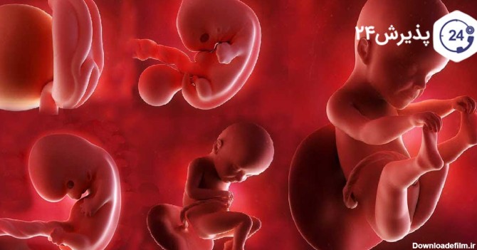 انواع حرکات جنین در نه ماه بارداری تا زایمان | پذیرش۲۴