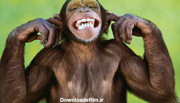 عکس خنده دار میمون